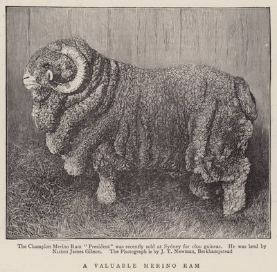 Ein wertvoller Merino-Widder von English School