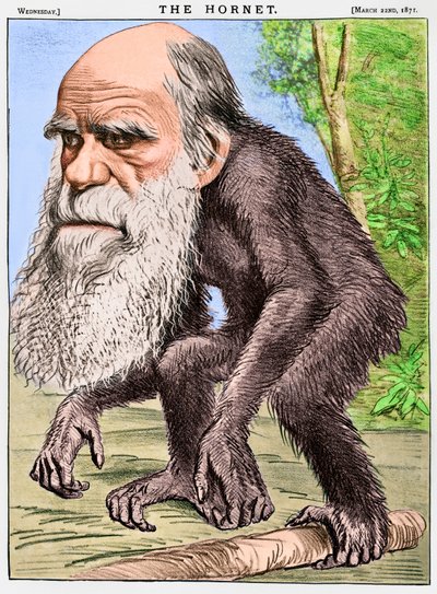 Ein ehrwürdiger Orang-Utan, eine Karikatur von Charles Darwin als Affe von English School