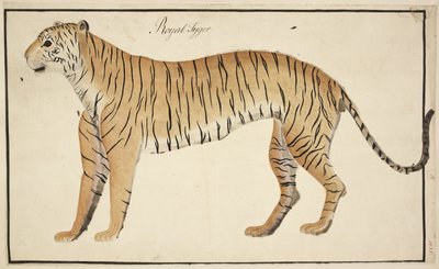 Ein königlicher Tiger aus der Sammlung des Serfagee von Tanjore von English School