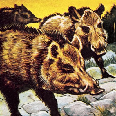 Eine Rotte Wildschweine von English School