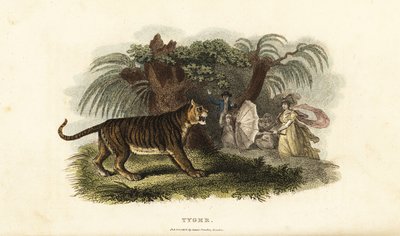 Ein Tiger, Panthera tigris, wird von einer englischen Frau mit einem Regenschirm verscheucht von English School