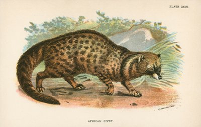 Afrikanische Zibetkatze von English School