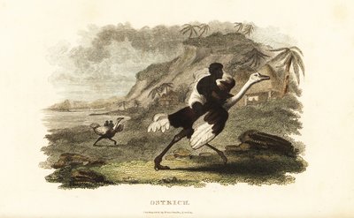 Afrikanische Männer und Jungen reiten zahme Strauße in einer französischen Fabrik in der Nähe von Podor, Senegal von English School