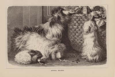 Angora-See-Schweine (Gravur) von English School