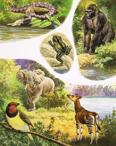 Tiere, die man im Kongo finden könnte von English School
