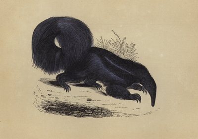 Ameisenbär von English School