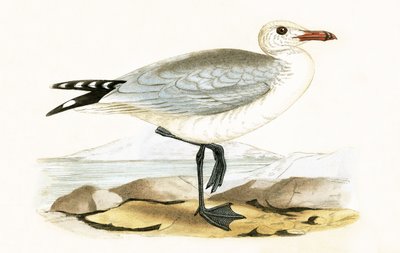 Audouins Möwe, Illustration aus 