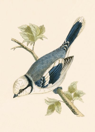 Blaumeise, Illustration aus 