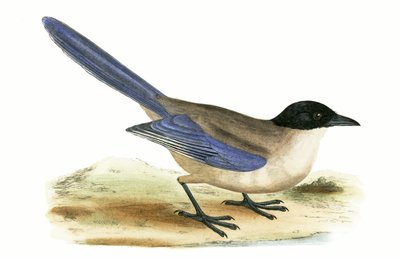 Azurflügel-Elster, Illustration aus 