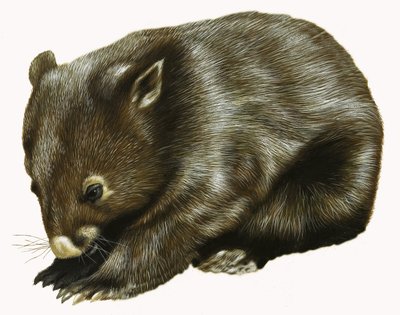 Baby-Opossum von English School