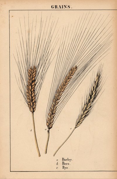 Gerste, Bere und Roggengras, aus 
