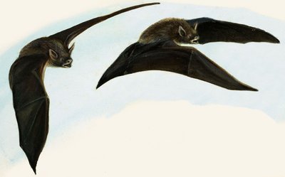 Fledermäuse von English School