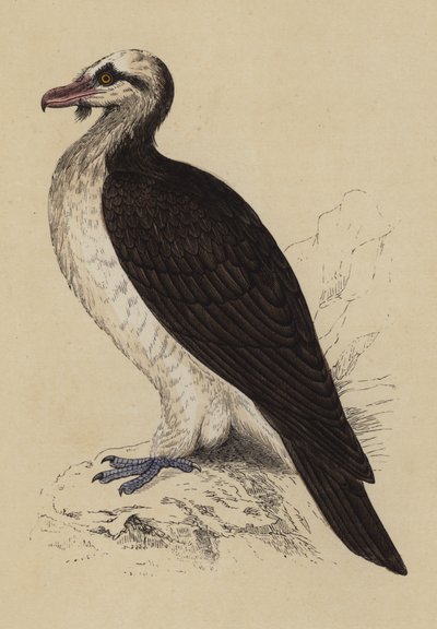 Bartgeier von English School