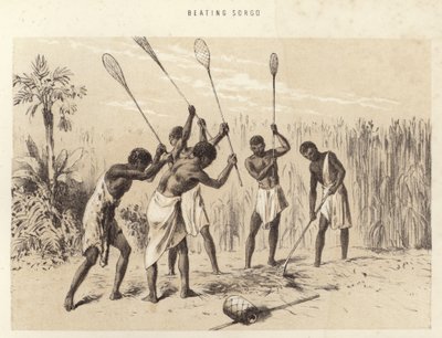 Sorgo schlagen von English School