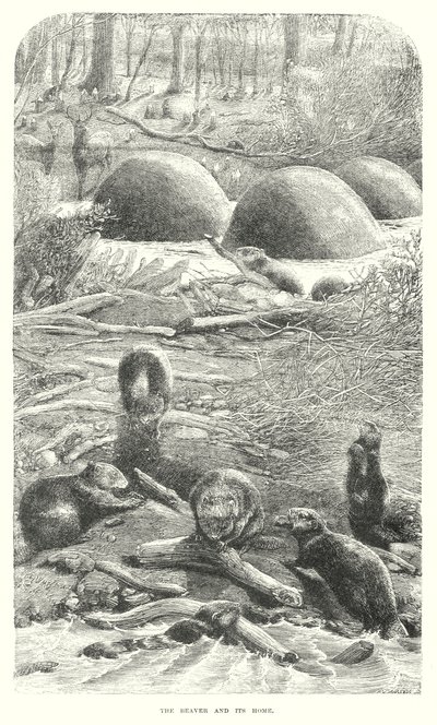 Biber (Gravur) von English School
