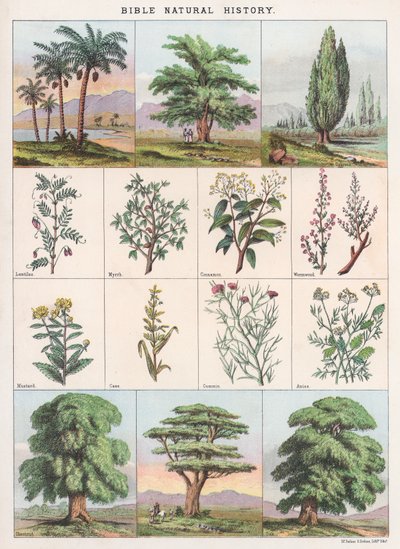 Bibel Naturgeschichte von English School