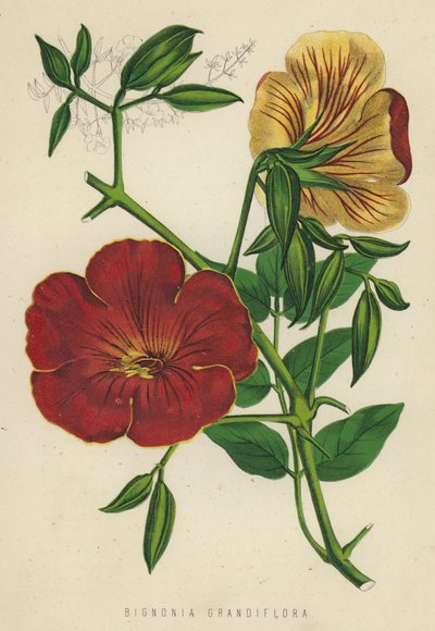 Bignonia Grandiflora von English School