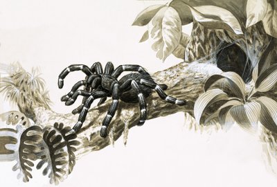 Vogelspinne des Amazonas von English School
