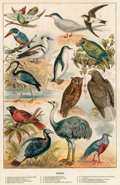 Vögel von English School