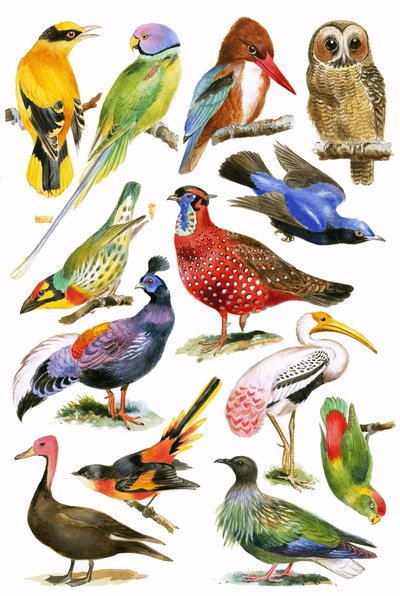 Vögel von English School