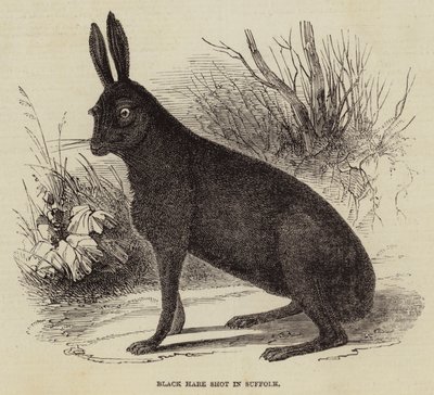 Schwarzer Hase in Suffolk geschossen von English School