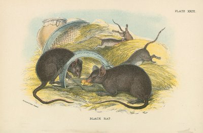 Schwarze Ratte von English School