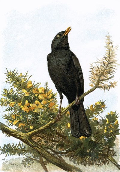 Amsel von English School