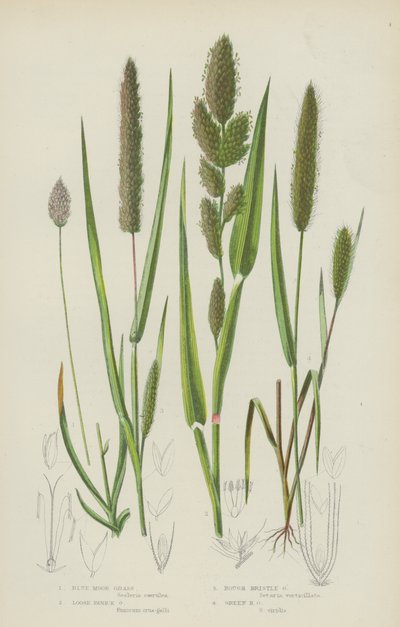Blaues Moorgras, Lockeres Panikgras, Raues Borstengras, Grünes Borstengras von English School