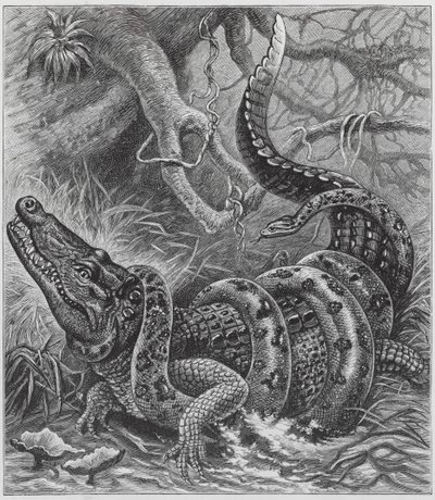 Boa und Krokodil (Gravur) von English School