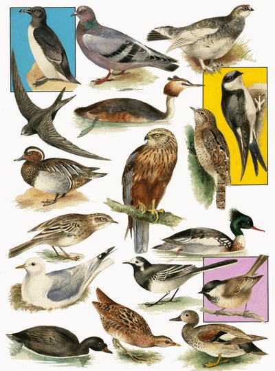 Britische Vögel von English School
