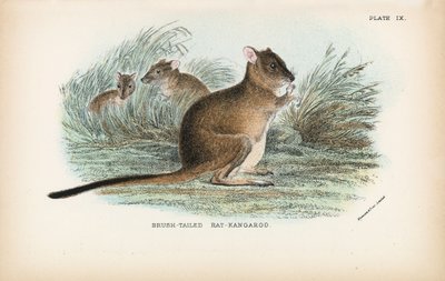 Bürstenschwanz-Rattenkänguru von English School