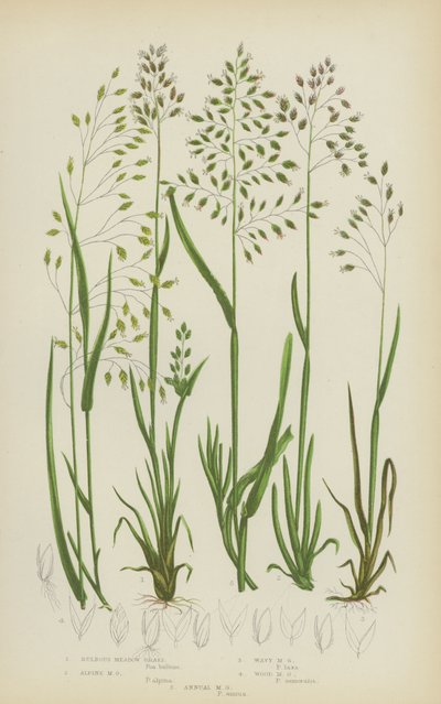 Knolliges Wiesen-Gras, Alpen-Wiesen-Gras, Welliges Wiesen-Gras, Wald-Wiesen-Gras, Einjähriges Wiesen-Gras von English School