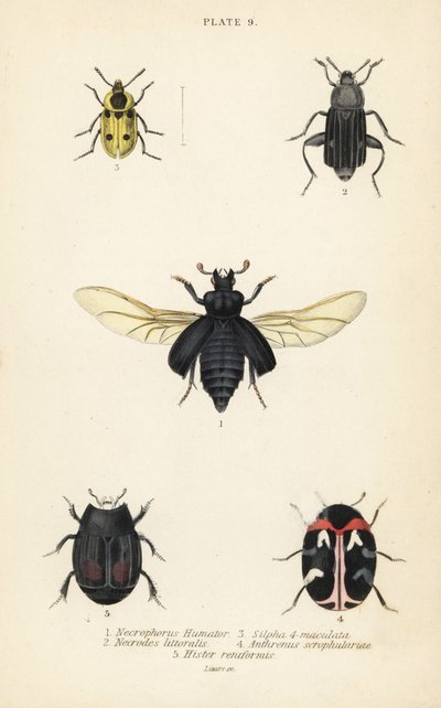 Totengräberkäfer, Nicrophorus humator 1, Aaskäfer, Necrodes littoralis 2, Dendroxena quadrimaculata 3, Teppichkäfer, Anthrenus scrophulariae 4, und Hister quadrimaculatus var von English School