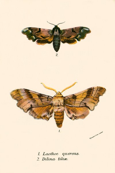 Schmetterlinge von English School