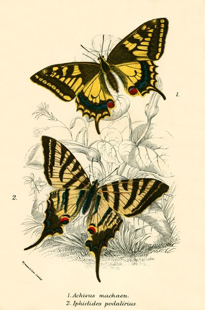 Schmetterlinge von English School