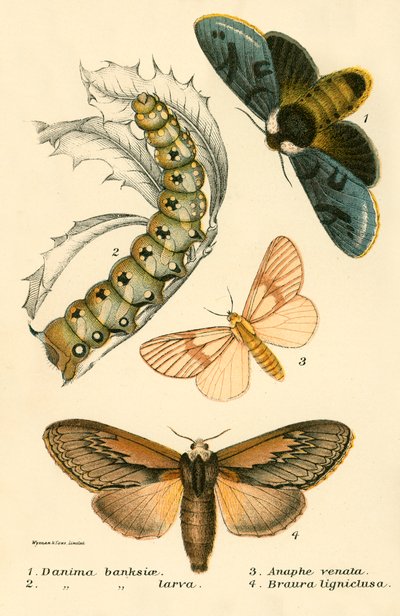 Schmetterlinge von English School