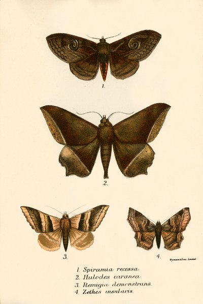 Schmetterlinge von English School