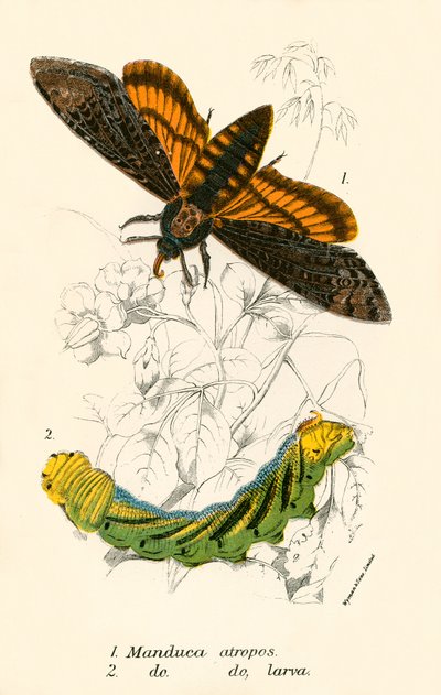 Schmetterlinge von English School