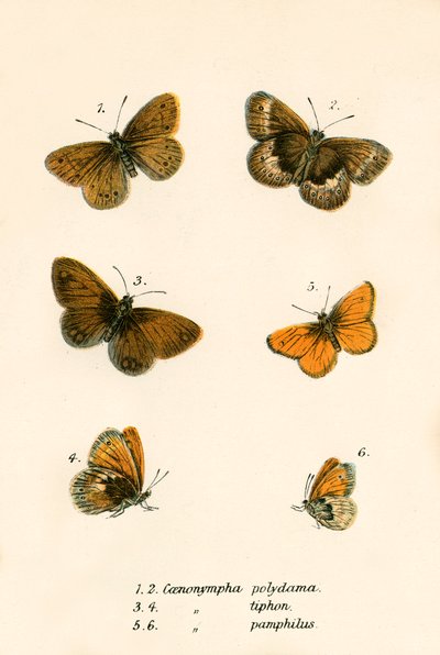Schmetterlinge von English School