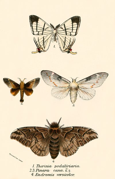 Schmetterlinge von English School