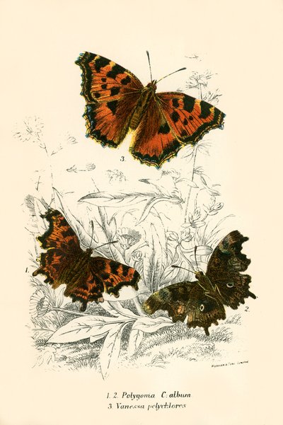 Schmetterlinge von English School