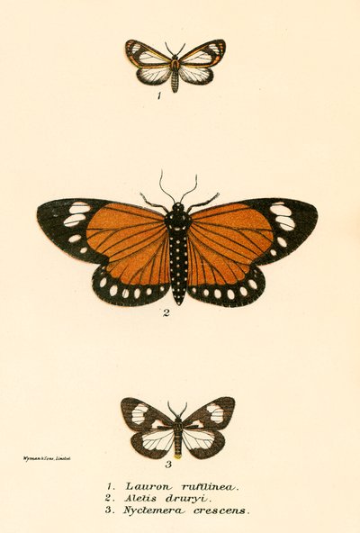 Schmetterlinge von English School