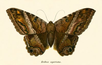 Schmetterlinge von English School