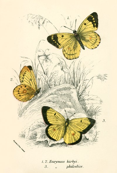 Schmetterlinge von English School