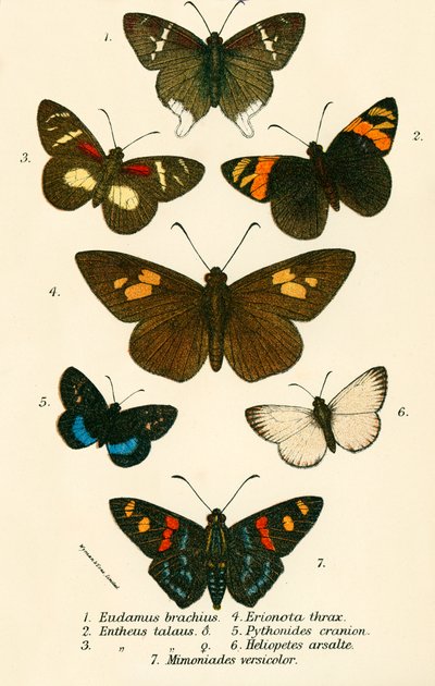 Schmetterlinge von English School