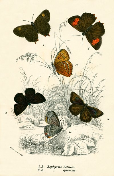 Schmetterlinge von English School