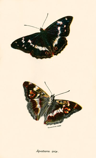 Schmetterlinge von English School
