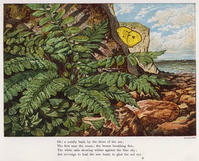 Schmetterling und Farn am Fuße einer Klippe am Meer von English School