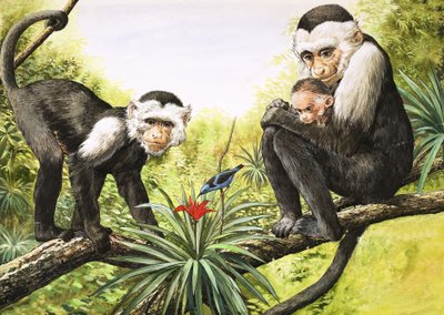 Kapuzineraffen, Illustration aus 
