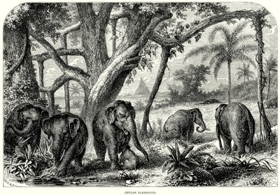 Ceylon-Elefanten von English School